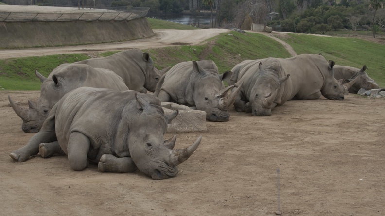 321-0264 Safari Park - White Rhinos.jpg